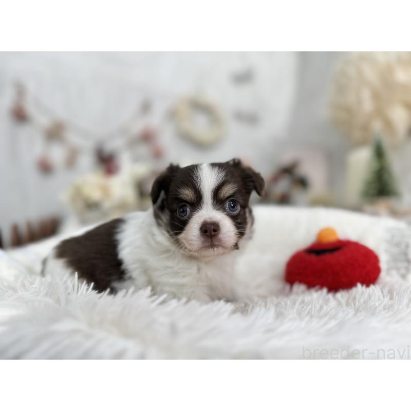 販売中の京都府のチワワ(ロングコート)-434023の3枚目