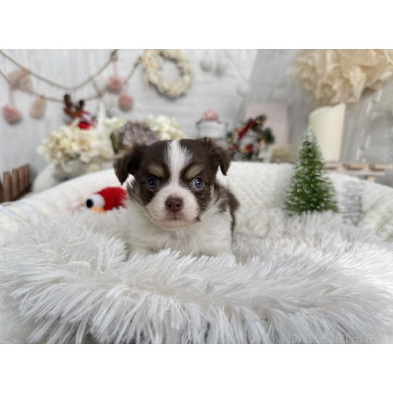 販売中の京都府のチワワ(ロングコート)-434023の2枚目