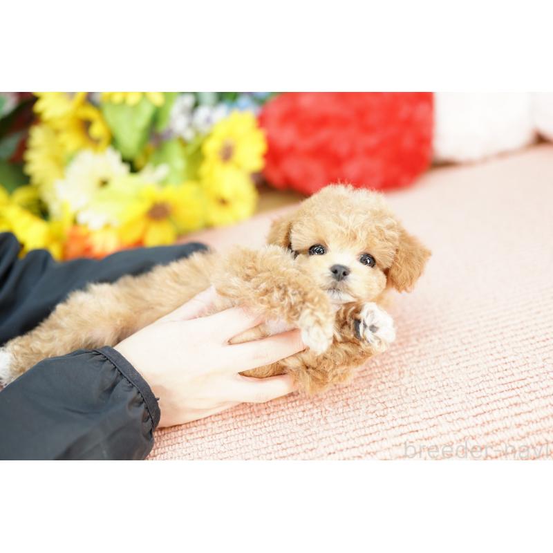 販売中の埼玉県のビションプー:ビションフリーゼ×トイプードル-434024の4枚目