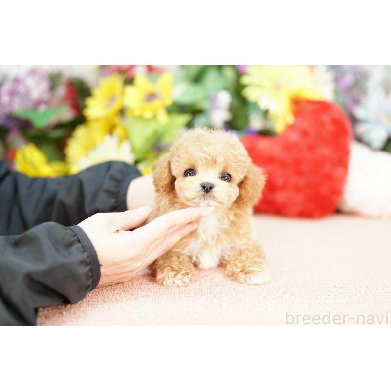 販売中の埼玉県のビションプー:ビションフリーゼ×トイプードル-434024の3枚目