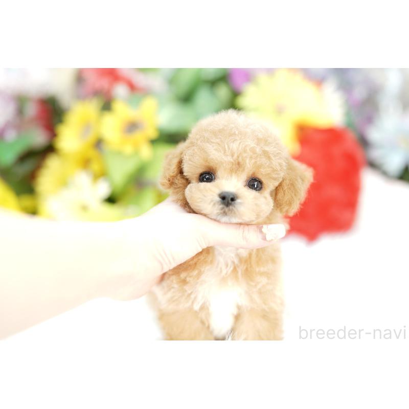 販売中の埼玉県のビションプー:ビションフリーゼ×トイプードル-434024の2枚目