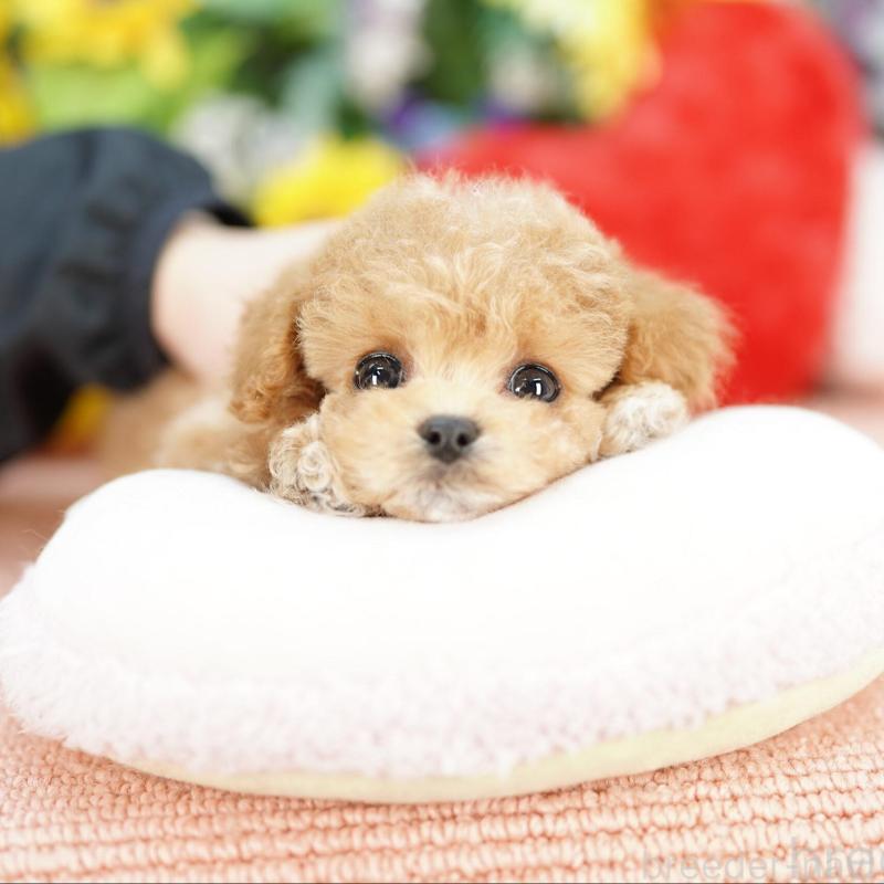 販売中の埼玉県のビションプー:ビションフリーゼ×トイプードル-434024の1枚目