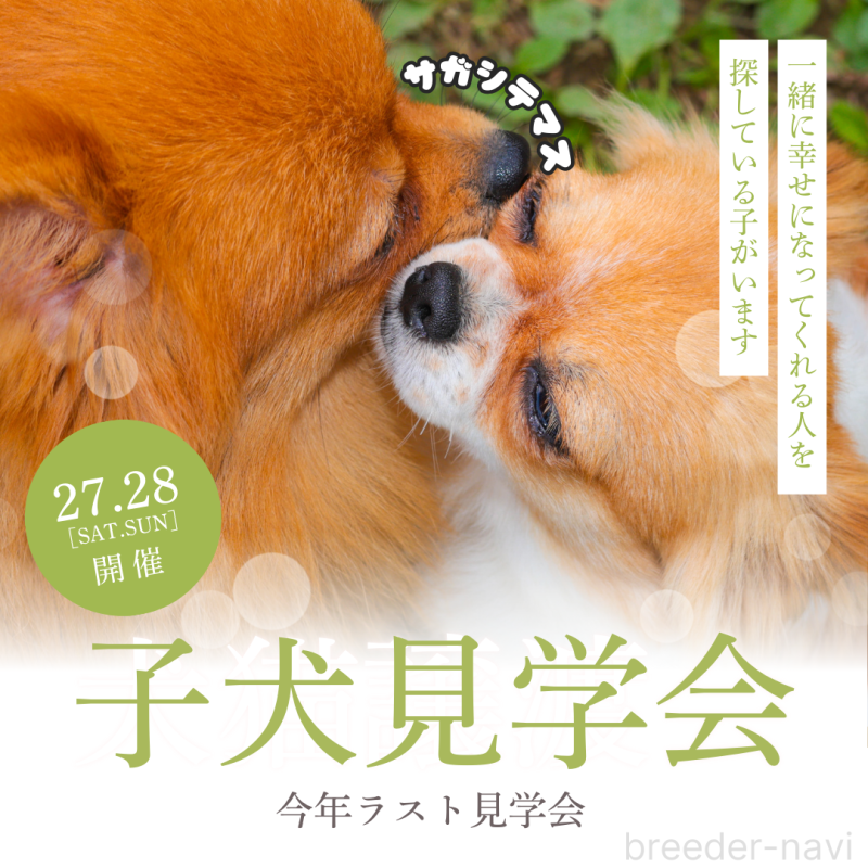 販売中の茨城県のトイプードル-425795の3枚目