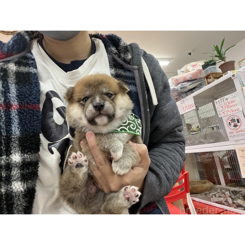 成約済の愛知県の豆柴-431233の7枚目