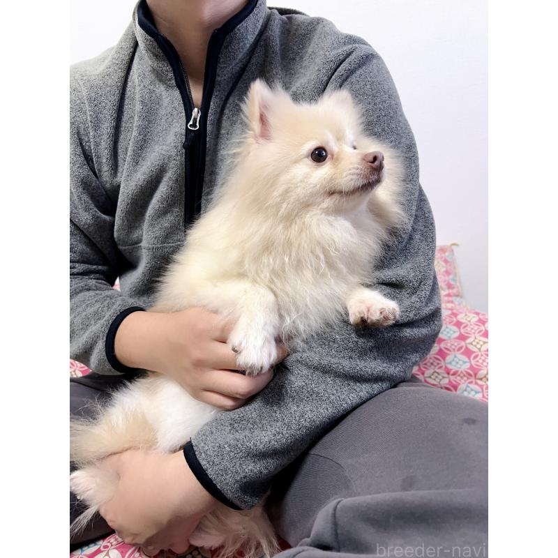 小白ちゃん1枚目