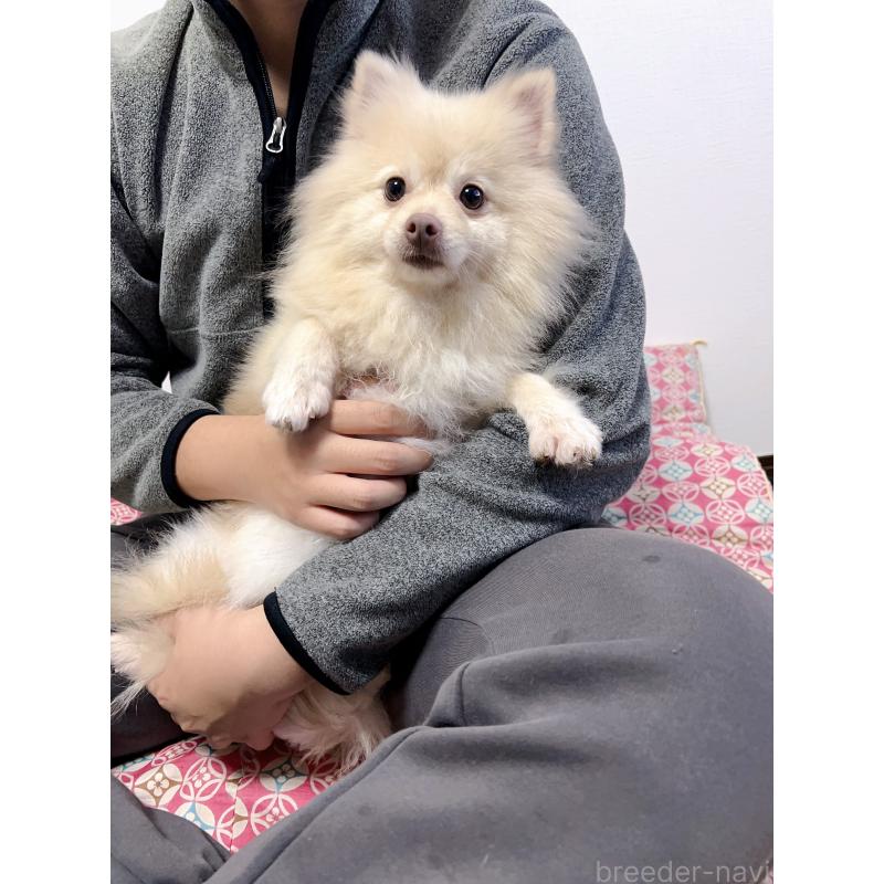 小白ちゃん1枚目