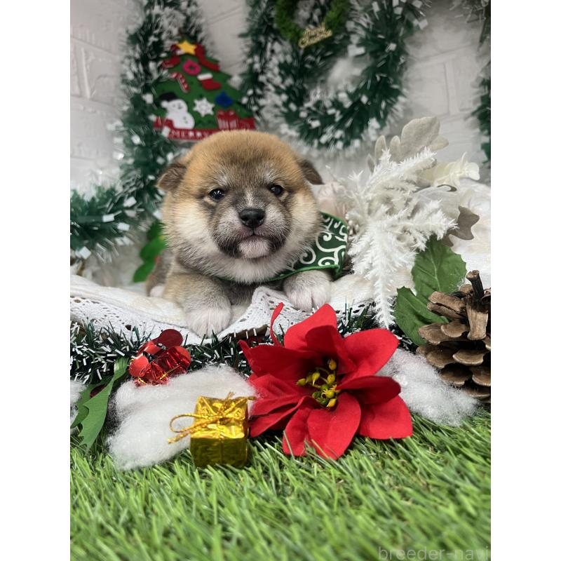 成約済の愛知県の豆柴-431233の6枚目