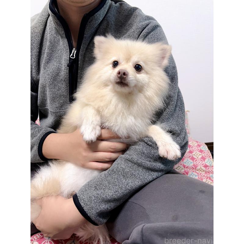 小白ちゃん1枚目