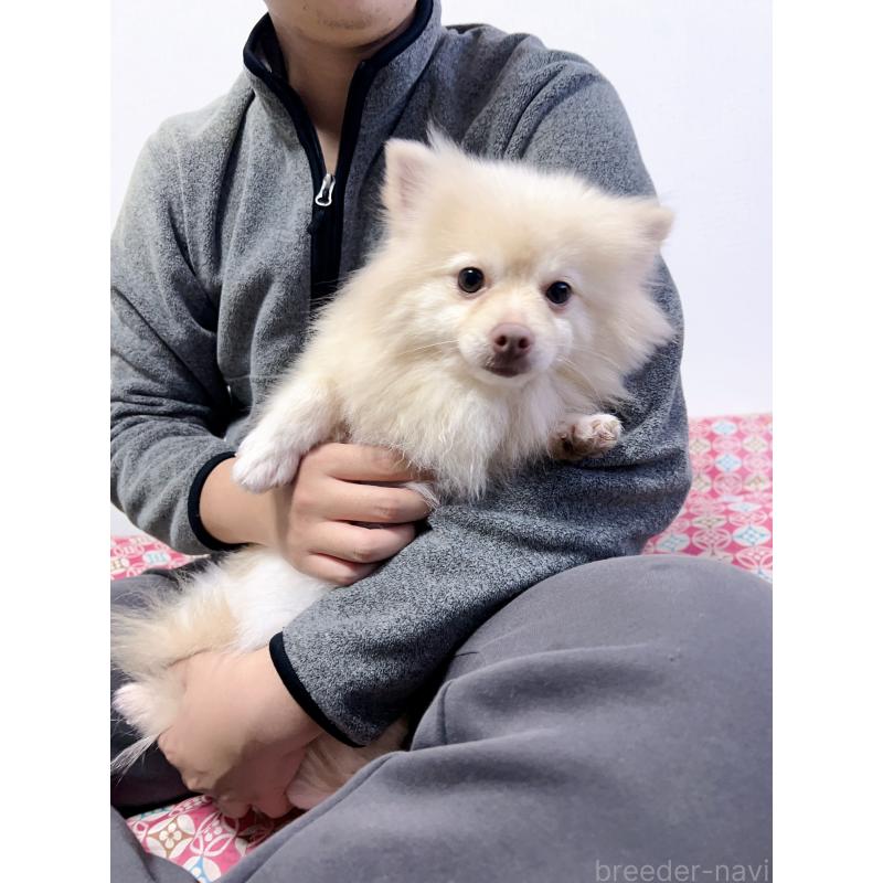 小白ちゃん1枚目