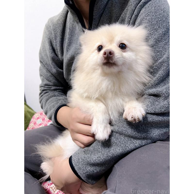 小白ちゃん1枚目