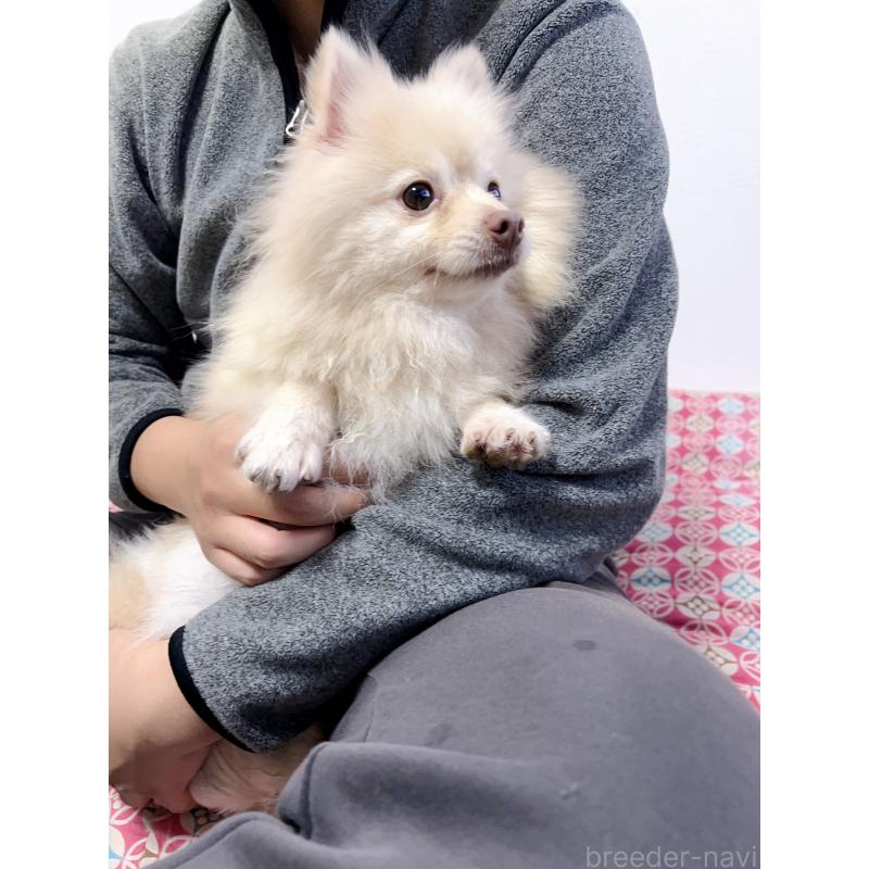 小白ちゃん1枚目