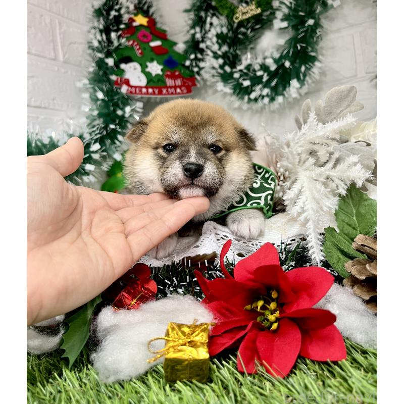 成約済の愛知県の豆柴-431233の5枚目