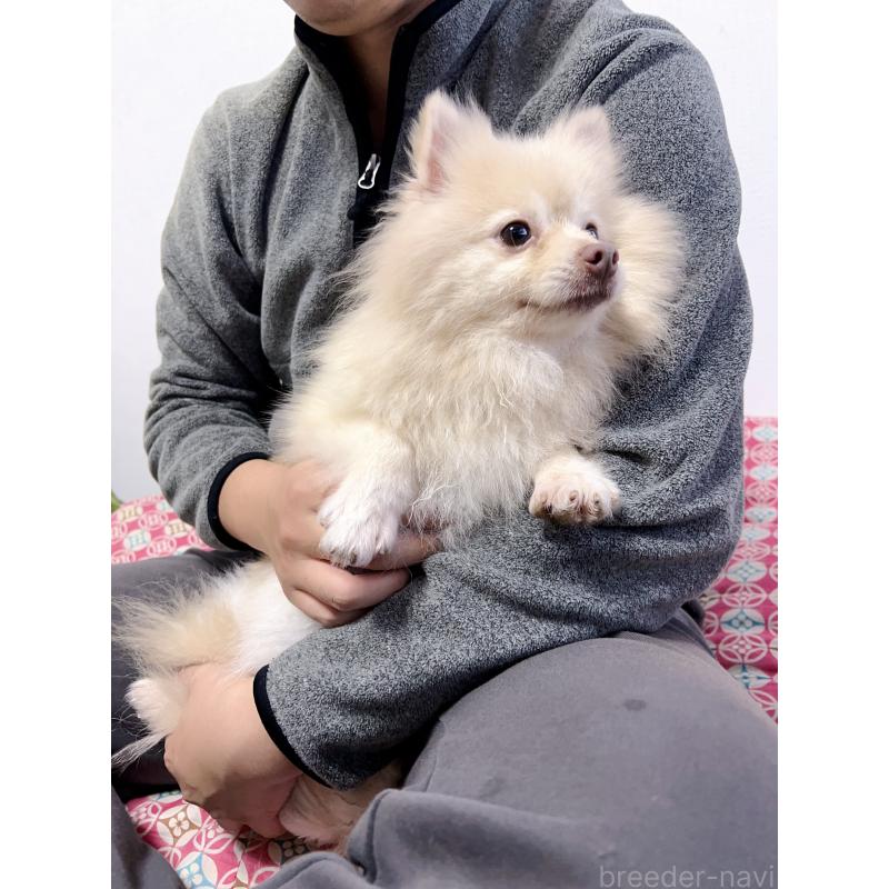 小白ちゃん1枚目