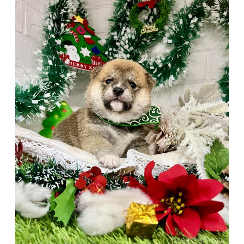 成約済の愛知県の豆柴-431233の4枚目