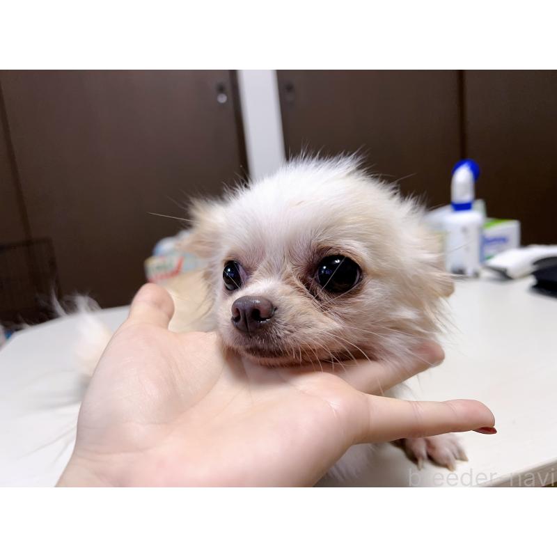 小吉ちゃん1枚目