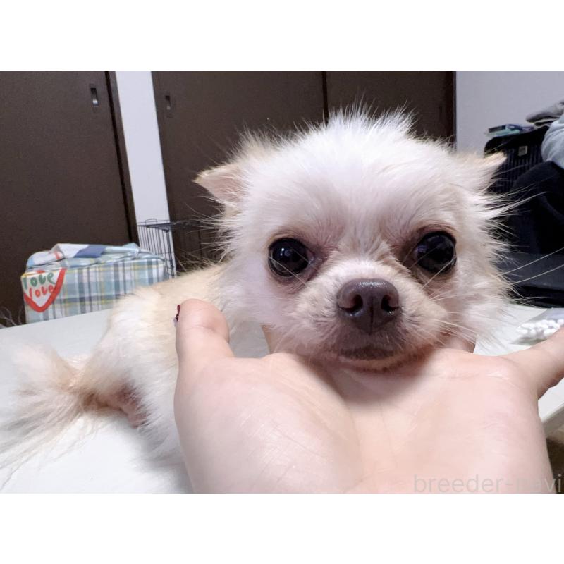 小吉ちゃん1枚目