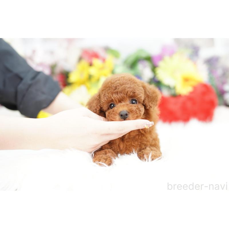 販売中の埼玉県のトイプードル-434025の4枚目
