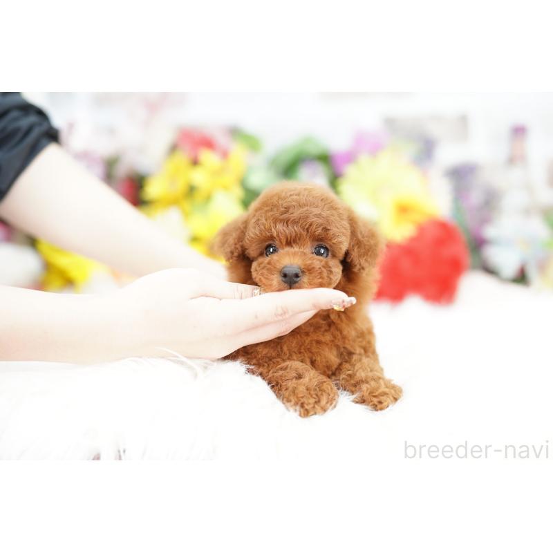 販売中の埼玉県のトイプードル-434025の3枚目