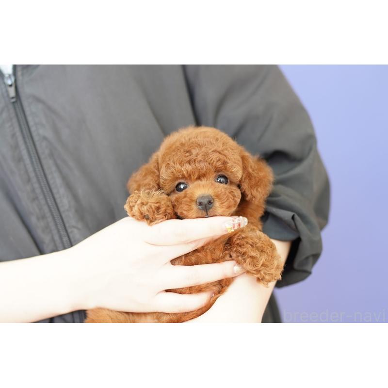 販売中の埼玉県のトイプードル-434025の2枚目