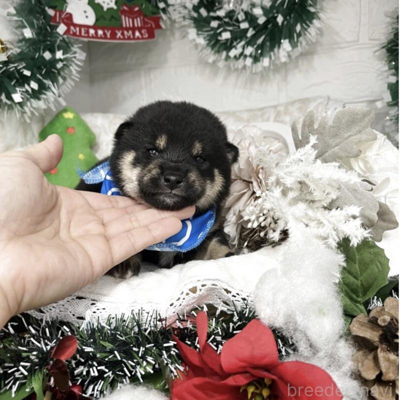 成約済の愛知県の豆柴-431235の9枚目