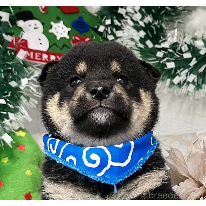 成約済の愛知県の豆柴-431235の8枚目