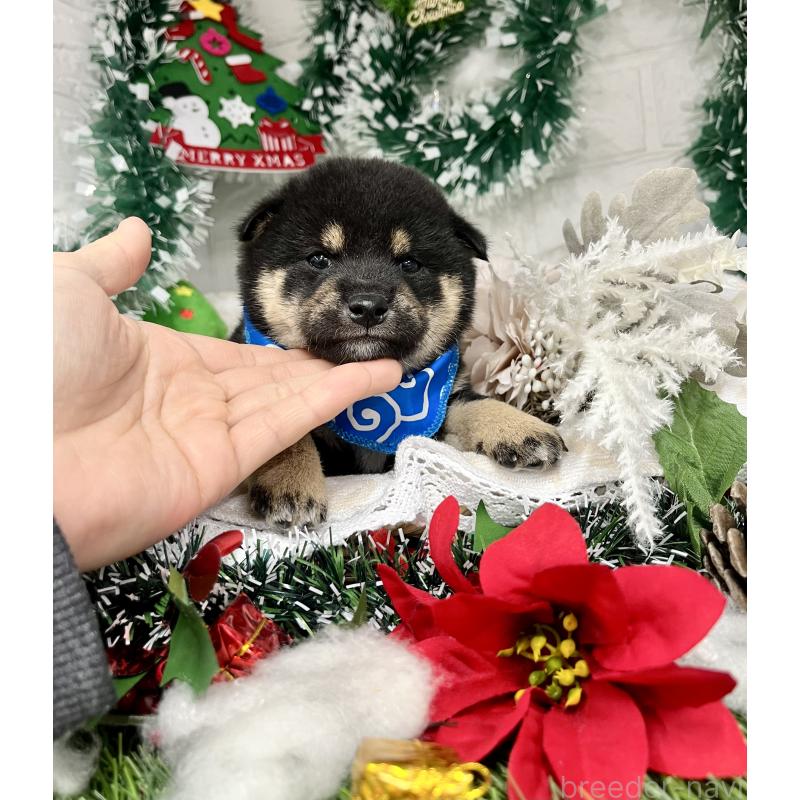 成約済の愛知県の豆柴-431235の7枚目