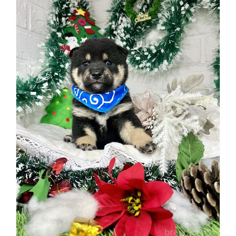 成約済の愛知県の豆柴-431235の6枚目