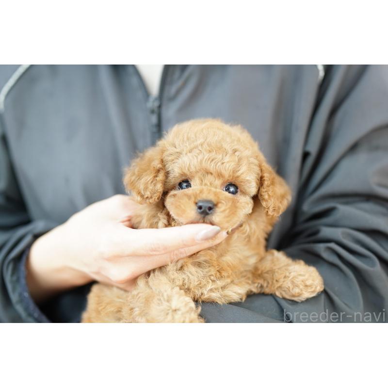 販売中の埼玉県のコッカプー:アメリカンコッカースパニエル×トイプードル-434026の4枚目