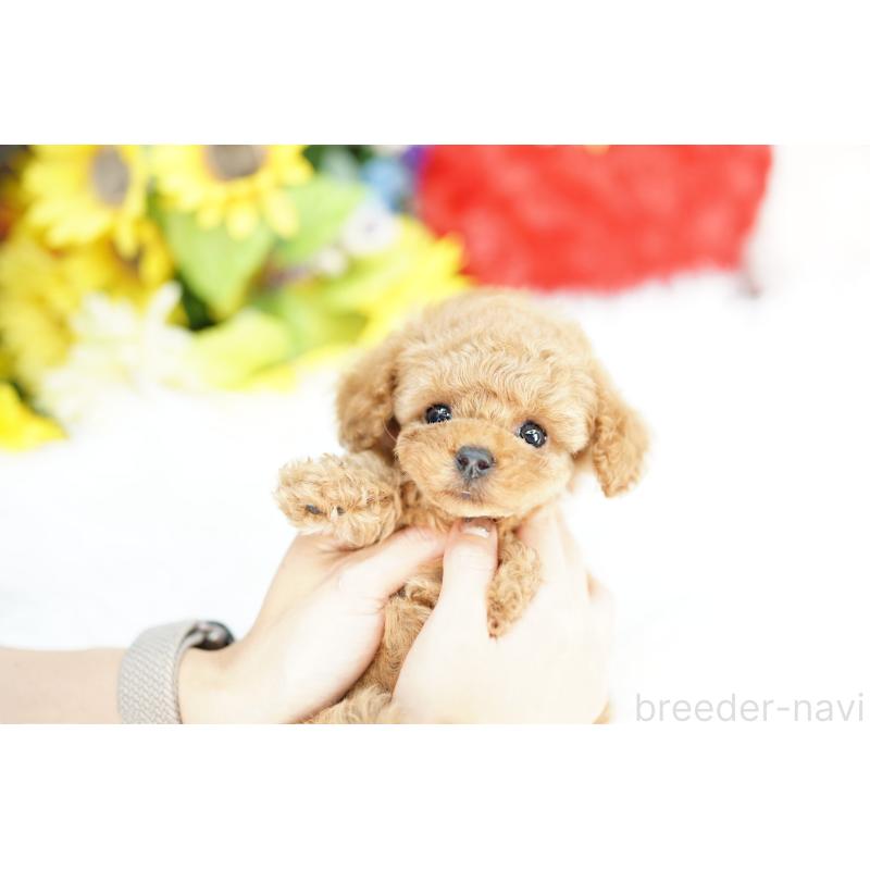 販売中の埼玉県のコッカプー:アメリカンコッカースパニエル×トイプードル-434026の3枚目