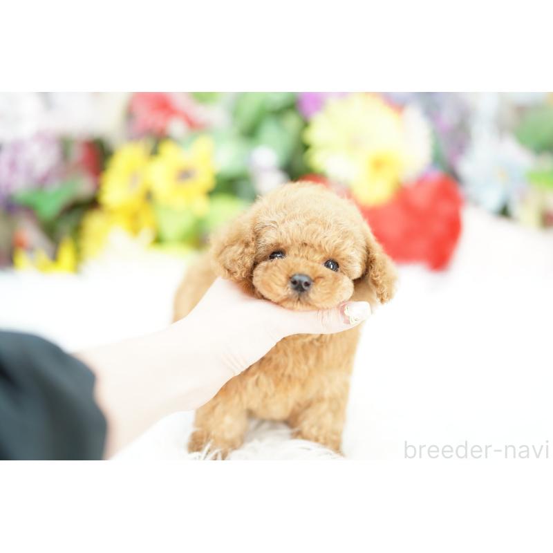 販売中の埼玉県のコッカプー:アメリカンコッカースパニエル×トイプードル-434026の2枚目