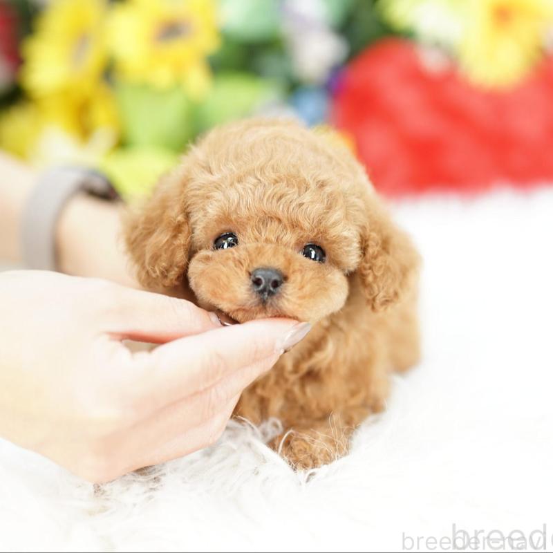 販売中の埼玉県のコッカプー:アメリカンコッカースパニエル×トイプードル-434026