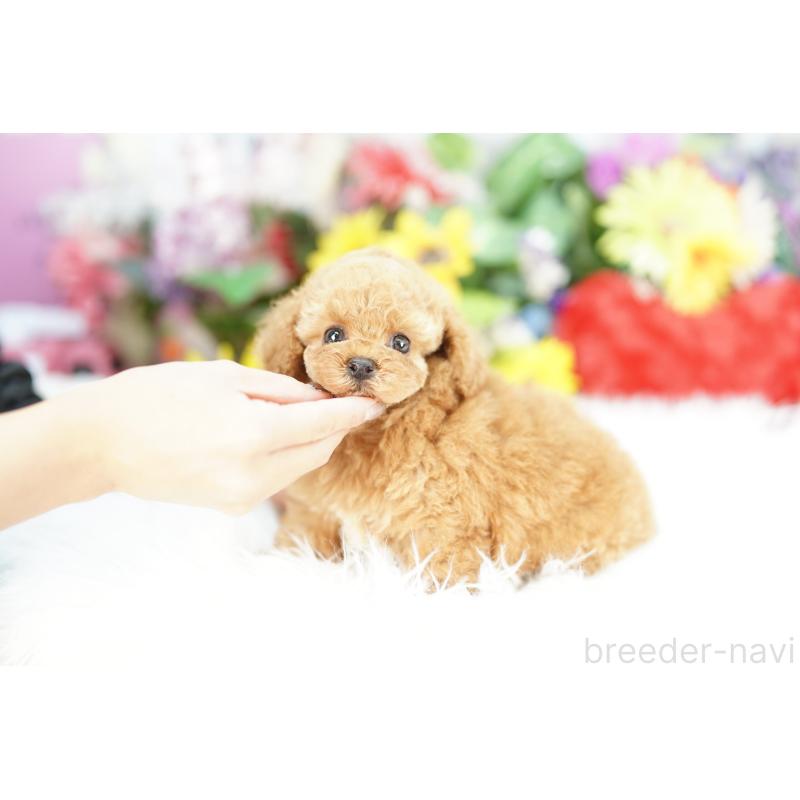 販売中の埼玉県のコッカプー:アメリカンコッカースパニエル×トイプードル-434027の4枚目