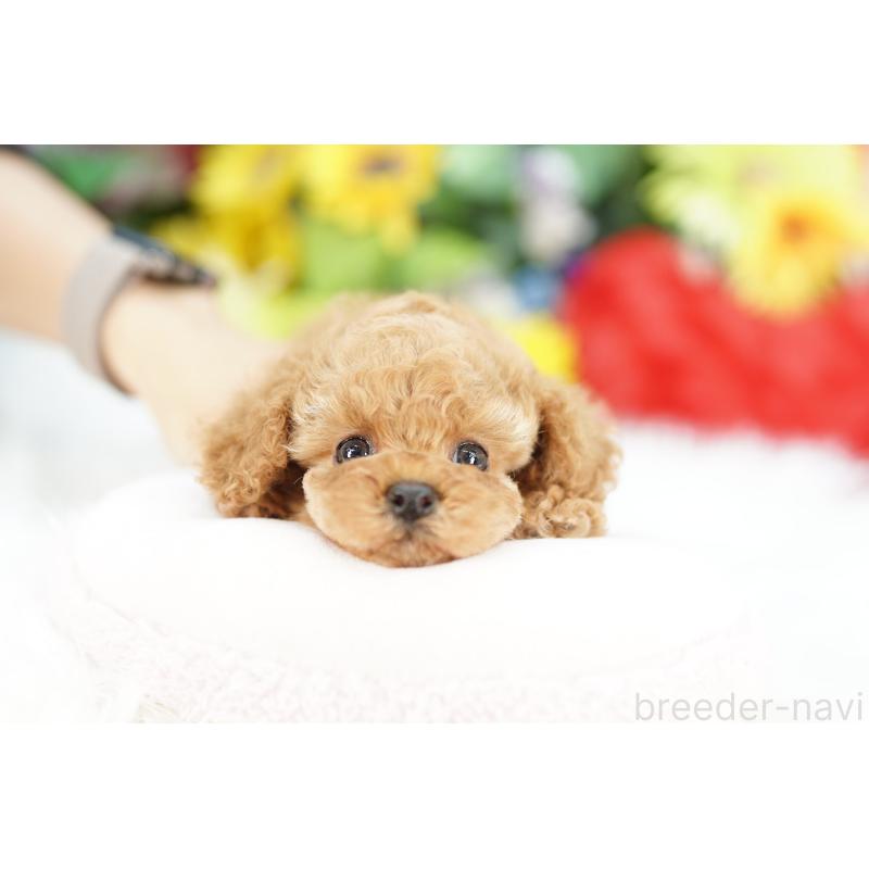 販売中の埼玉県のコッカプー:アメリカンコッカースパニエル×トイプードル-434027の3枚目