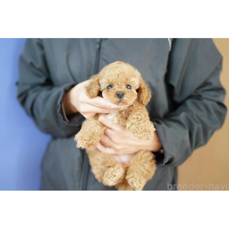 販売中の埼玉県のコッカプー:アメリカンコッカースパニエル×トイプードル-434027の2枚目