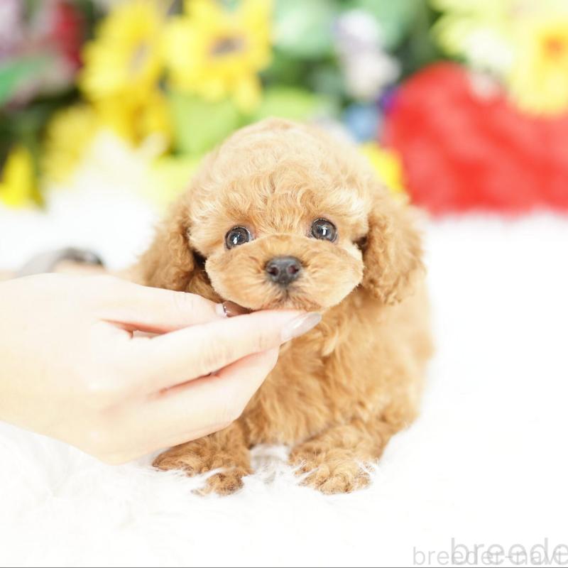 販売中の埼玉県のコッカプー:アメリカンコッカースパニエル×トイプードル-434027の1枚目