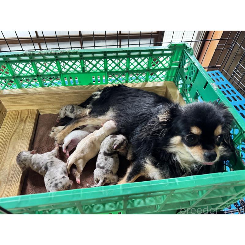 販売中の茨城県のチワワ(ロングコート)-434029の3枚目