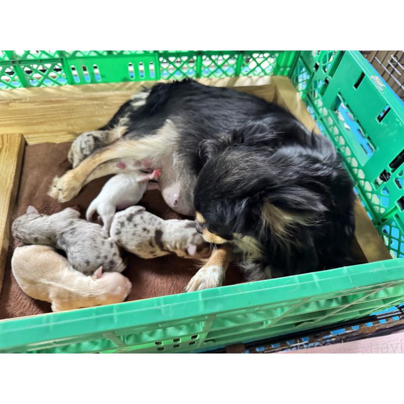 販売中の茨城県のチワワ(ロングコート)-434029の2枚目