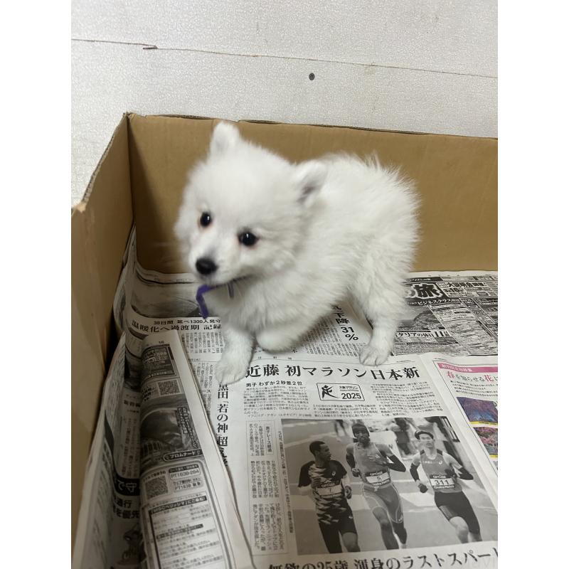 販売中の愛知県の日本スピッツ-427264の6枚目