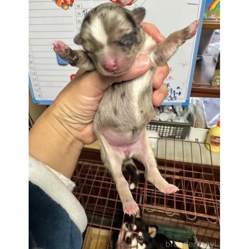 販売中の茨城県のミックス犬-434031の2枚目