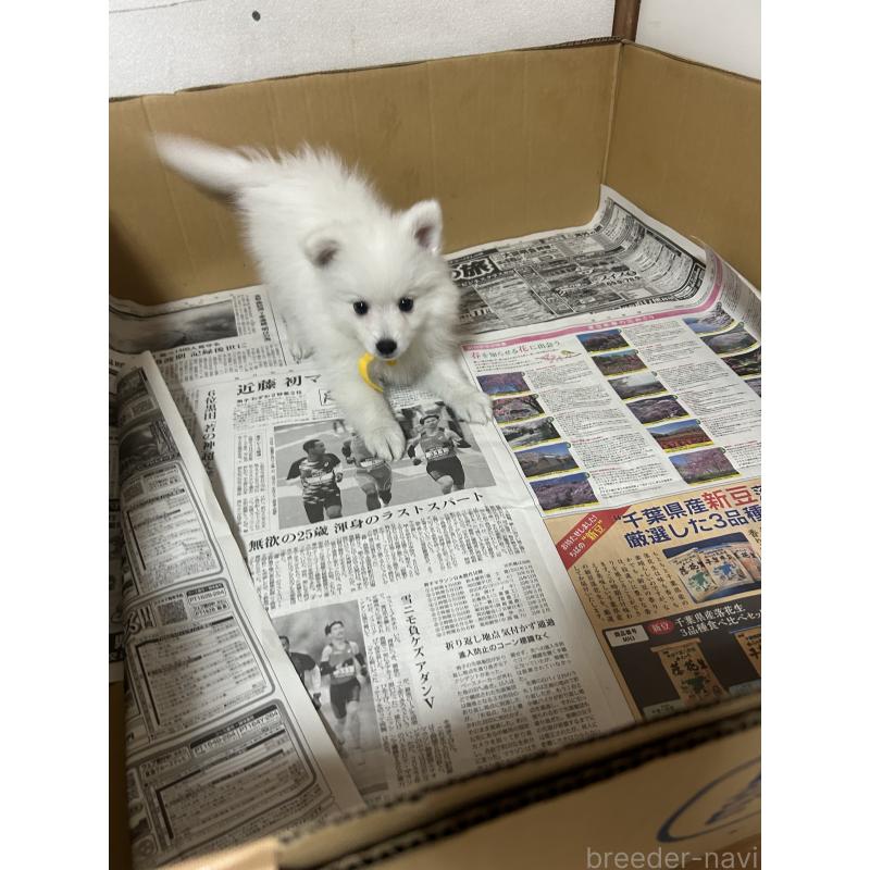 成約済の愛知県の日本スピッツ-427266の12枚目