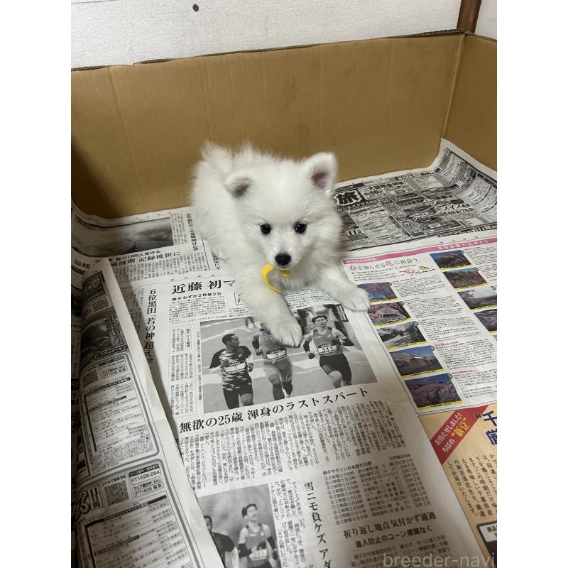 成約済の愛知県の日本スピッツ-427266の11枚目