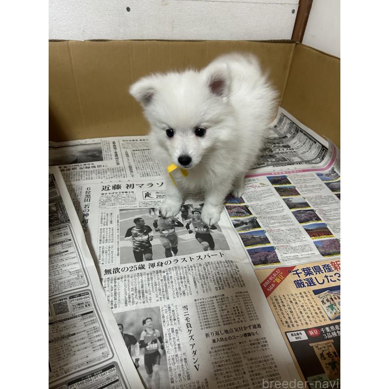 販売中の愛知県の日本スピッツ-427266