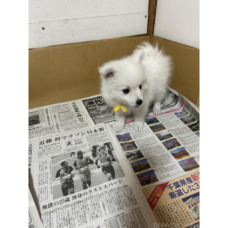 成約済の愛知県の日本スピッツ-427266の9枚目