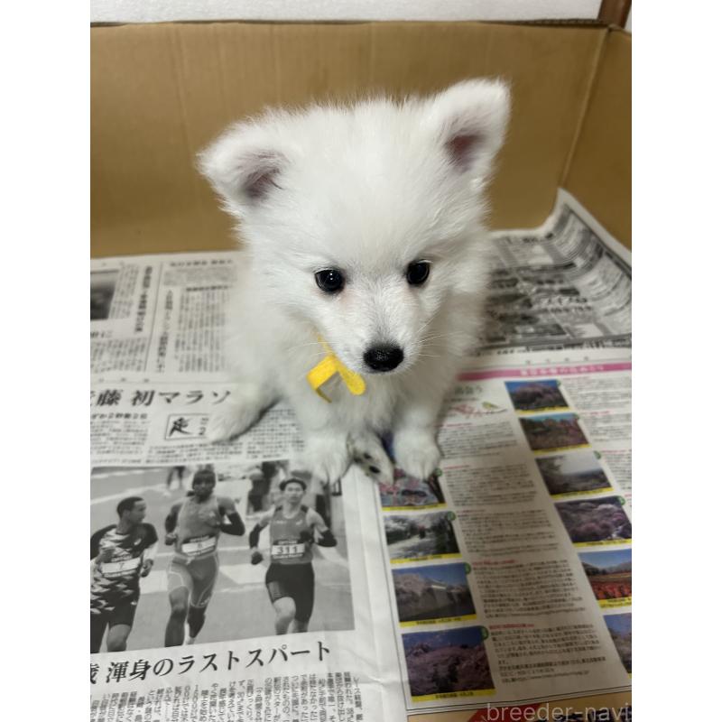 成約済の愛知県の日本スピッツ-427266の8枚目