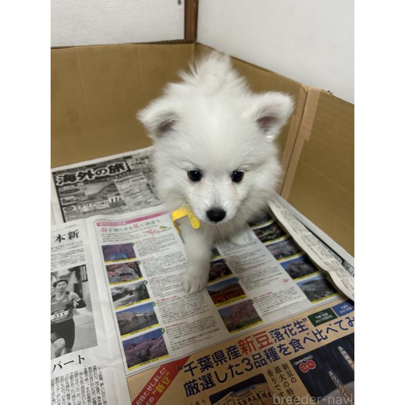 成約済の愛知県の日本スピッツ-427266の7枚目