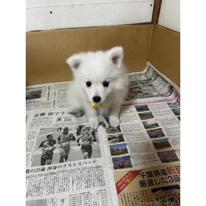 成約済の愛知県の日本スピッツ-427266の6枚目