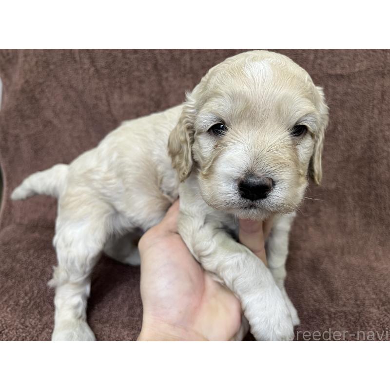 販売中の茨城県のコッカプー:アメリカンコッカースパニエル×トイプードル-434032の15枚目