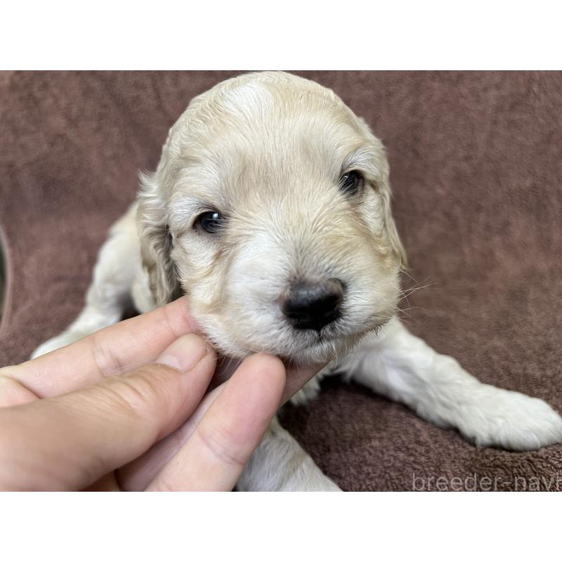 販売中の茨城県のコッカプー:アメリカンコッカースパニエル×トイプードル-434032の14枚目