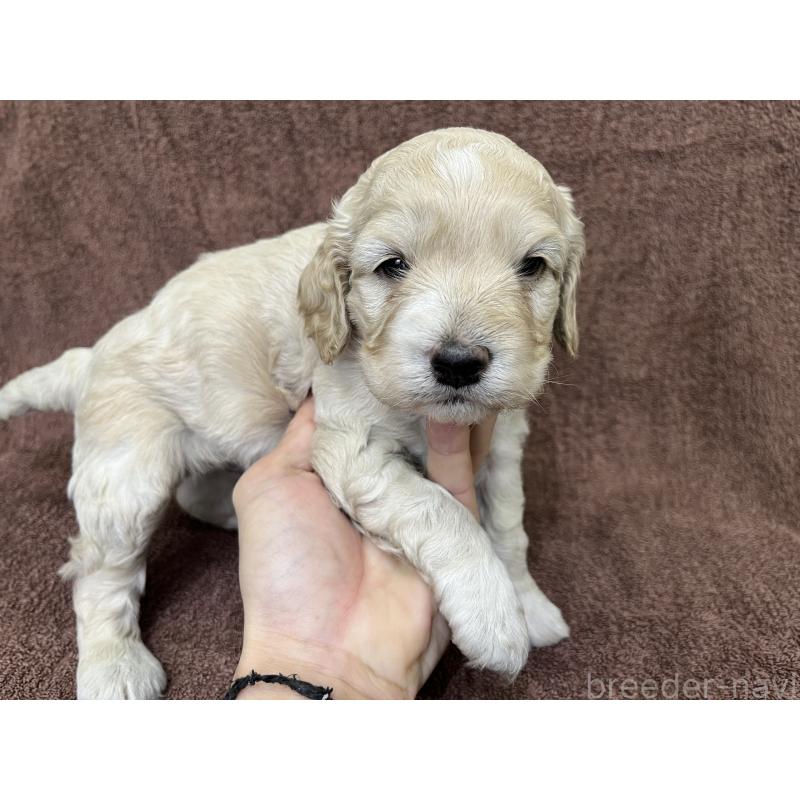 販売中の茨城県のコッカプー:アメリカンコッカースパニエル×トイプードル-434032の13枚目