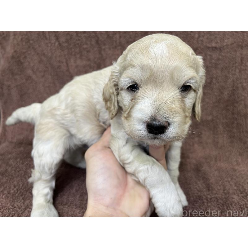 販売中の茨城県のコッカプー:アメリカンコッカースパニエル×トイプードル-434032の12枚目